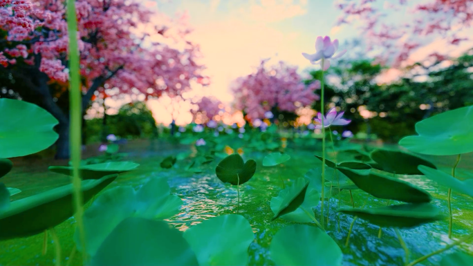 悲白发竹子竹林背景炫酷竹窗花