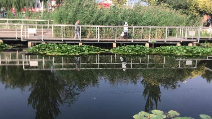 池塘 绿地 大树 走道 行人