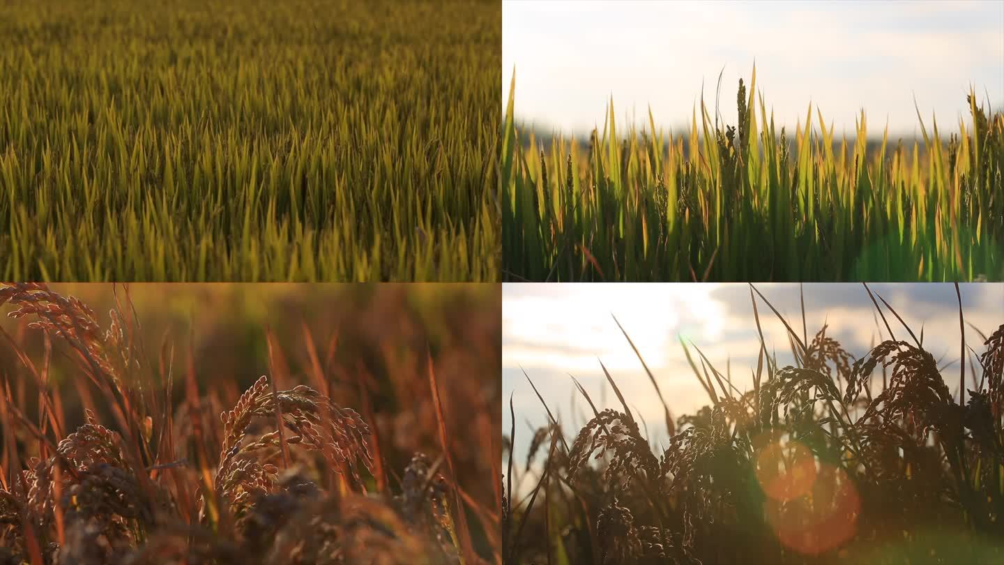 16-水稻成熟期夕阳下逆光全景特写空镜
