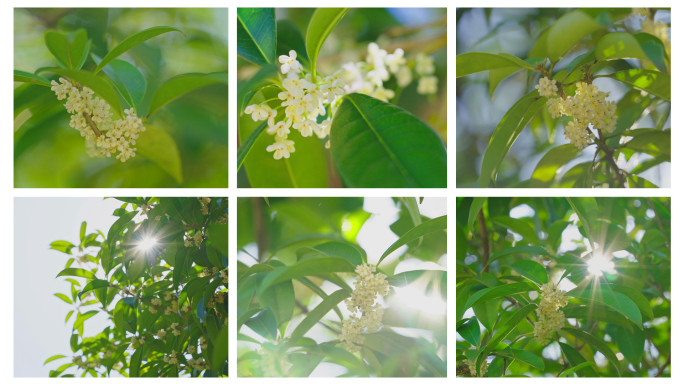 【原创】唯美阳光桂花写意空镜头白露秋分