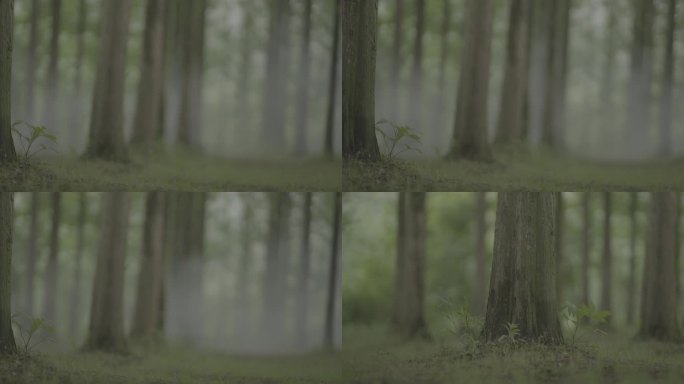 森林 绿树 雾气  初春 空镜头