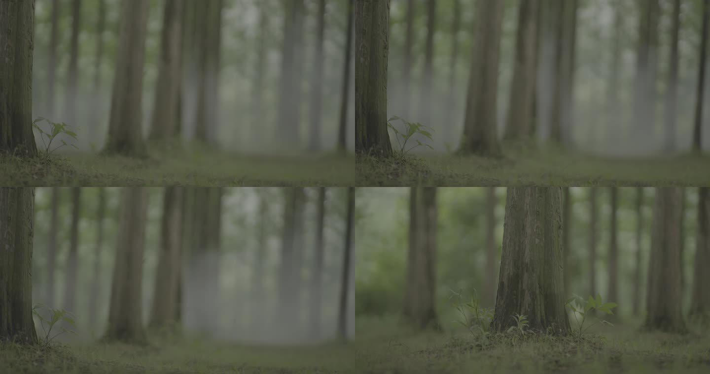 森林 绿树 雾气  初春 空镜头