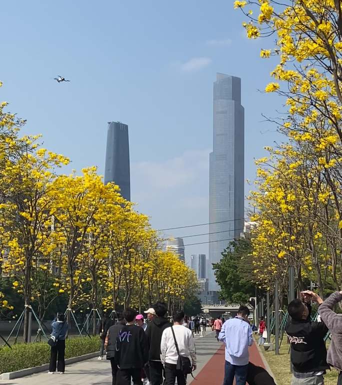 广州塔西塔东塔 磨碟沙公园 黄花