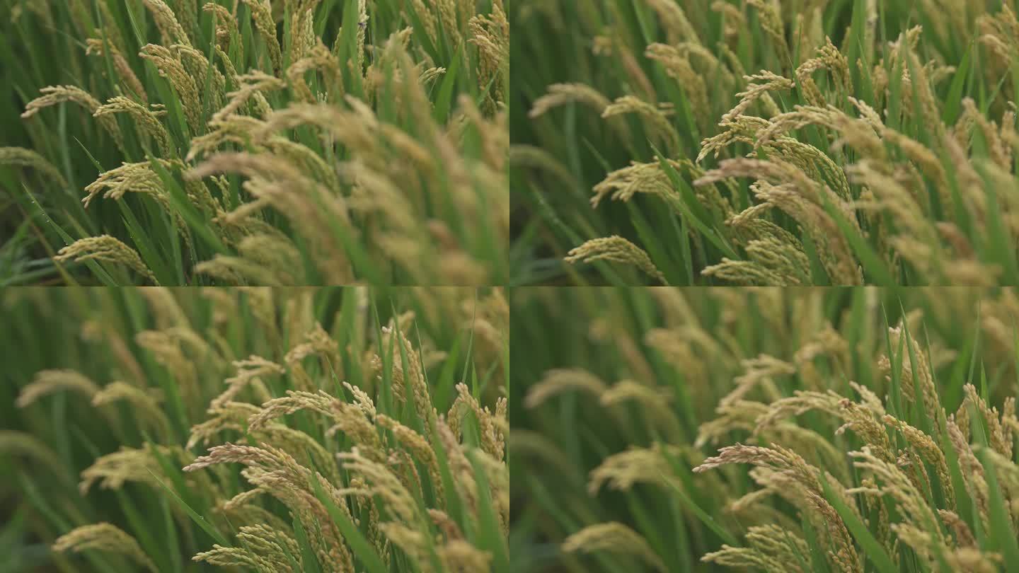丰收节4K高清水稻视频