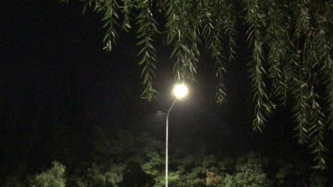 夜晚 路灯 照射 大树 柳条
