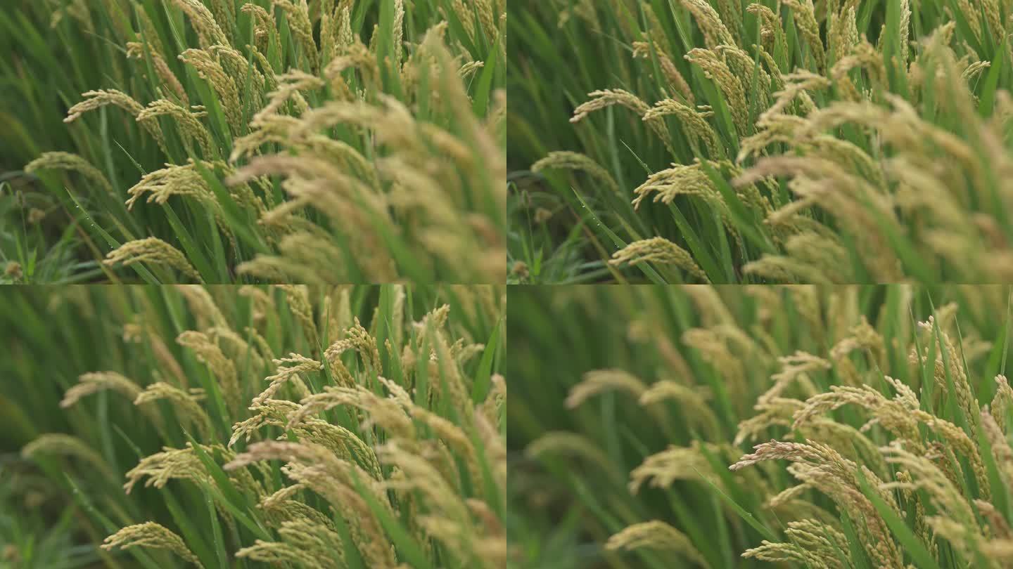 丰收节4K高清水稻视频
