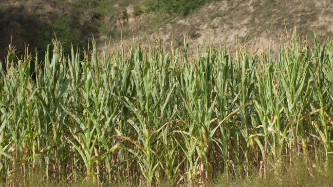 干旱的玉米地