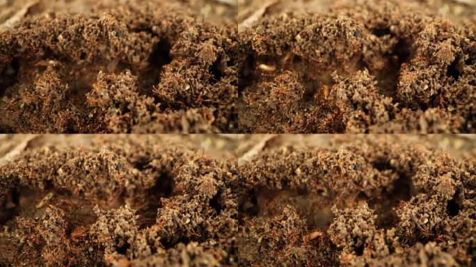 红色蚂蚁搬家运食物蚂蚁筑巢