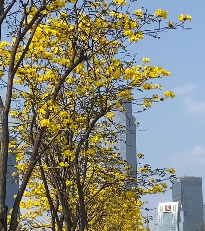 广州塔西塔东塔 磨碟沙公园 黄花