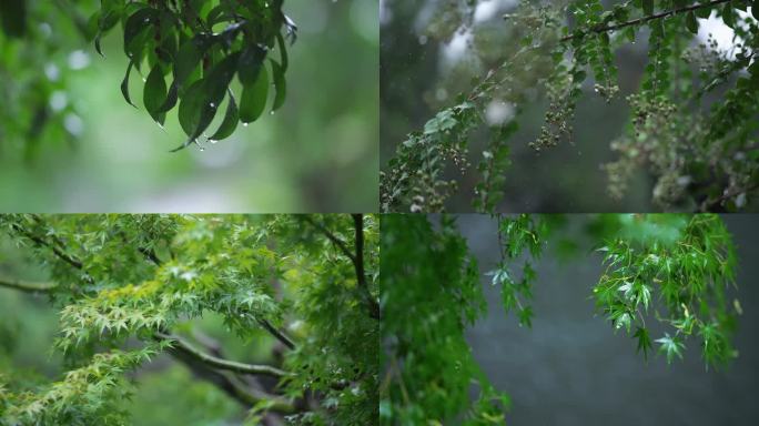 雨中清新绿色的植物
