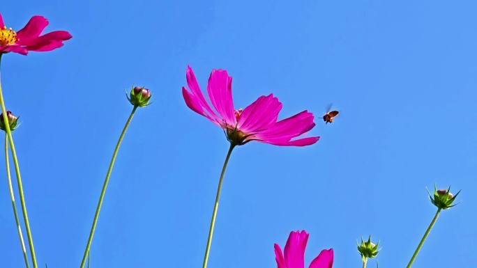 蜜蜂采花慢动作高原格桑花