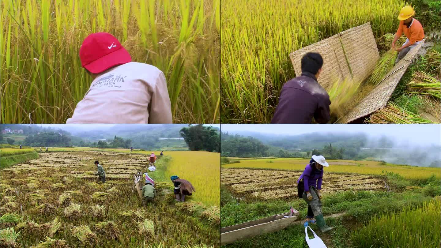 人工割稻 农民劳作 田间地头