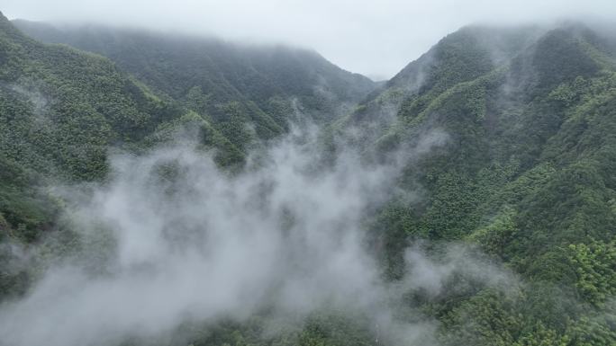 航拍江南山区山谷竹林竹山竹海雨天云雾实拍