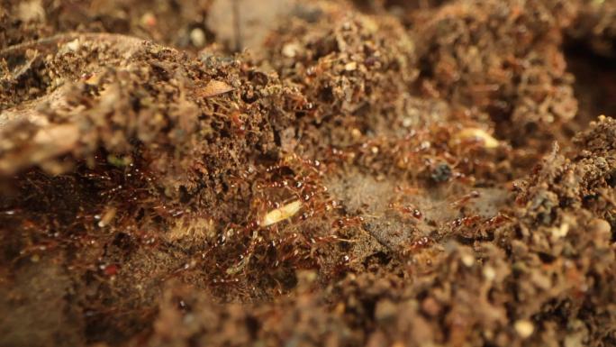 红火蚁运送物资蚂蚁运食物蚂蚁筑巢