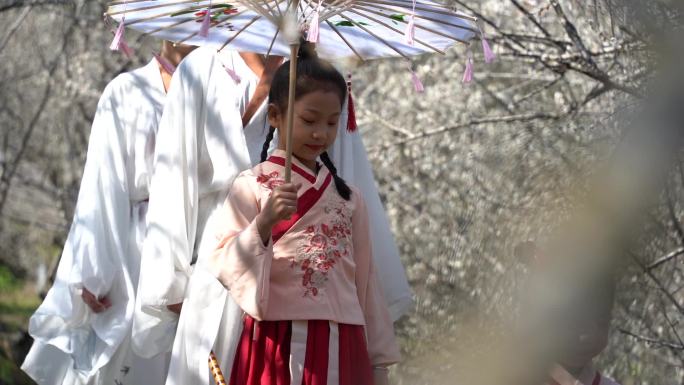 花仙子 腊梅 梅花盛开 流水 花瓣 赏花