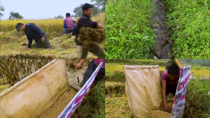 人工割稻 农民劳作 田间地头