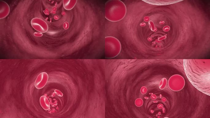 血液红细胞血管流动弹性