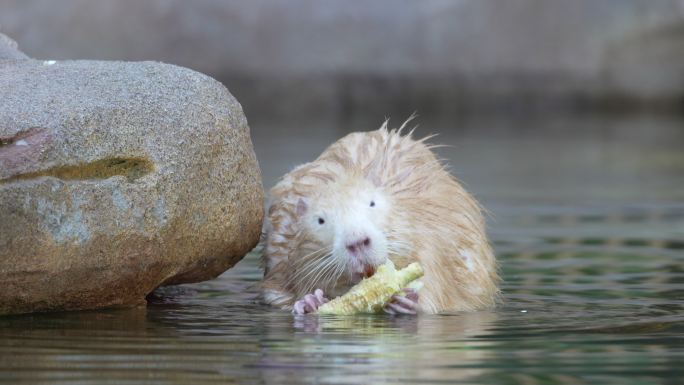 海狸鼠吃玉米