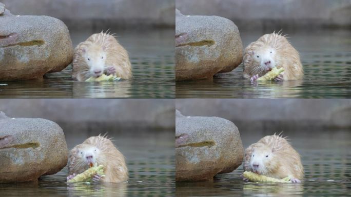 海狸鼠吃玉米
