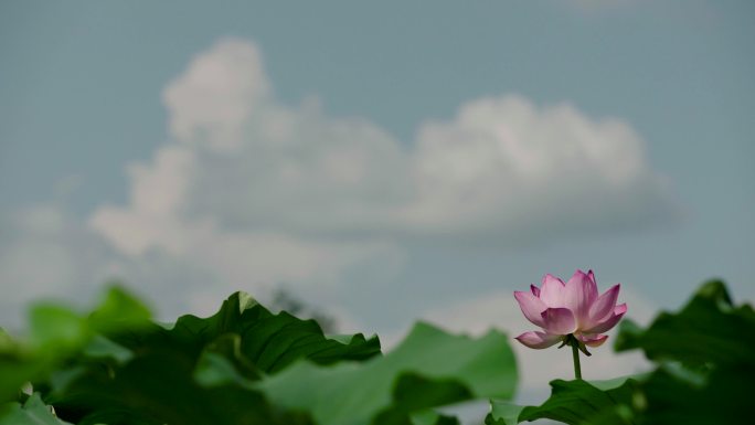 避暑山庄烟雨楼