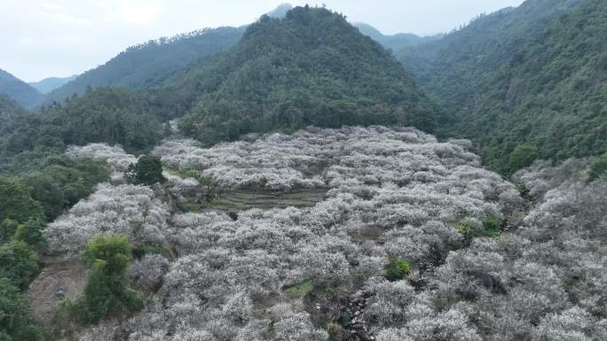 航拍 腊梅 梅花 陆河 乡村振兴 赏梅