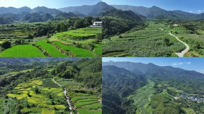 建宁谢马苏水稻田和莲花种植2