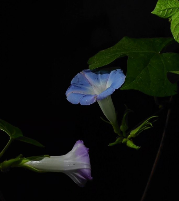 各种花朵黑色背景视频