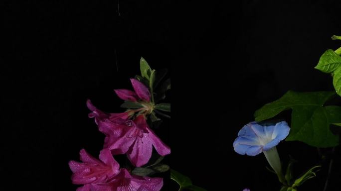 各种花朵黑色背景视频