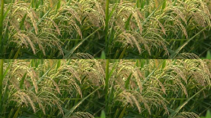 丰收节高清升格水稻视频