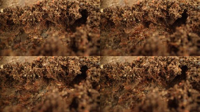 红火蚁运送物资运食物蚂蚁筑巢