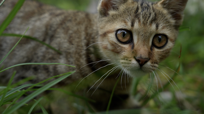 小猫 家猫 狸花猫