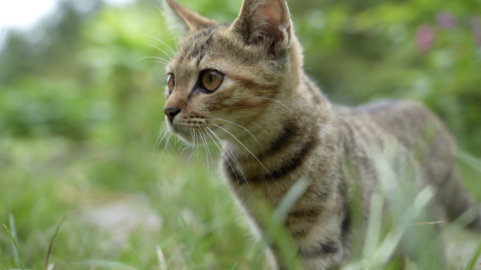 小猫 家猫 狸花猫