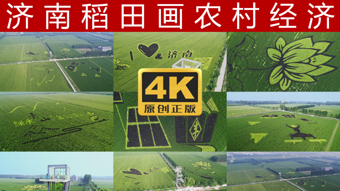 济南稻田画航拍4K