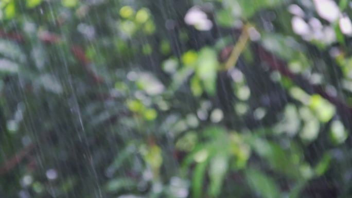 大雨树叶长空镜一组