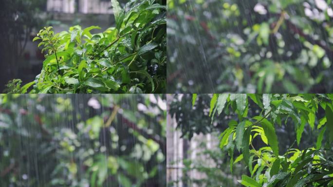 大雨树叶长空镜一组