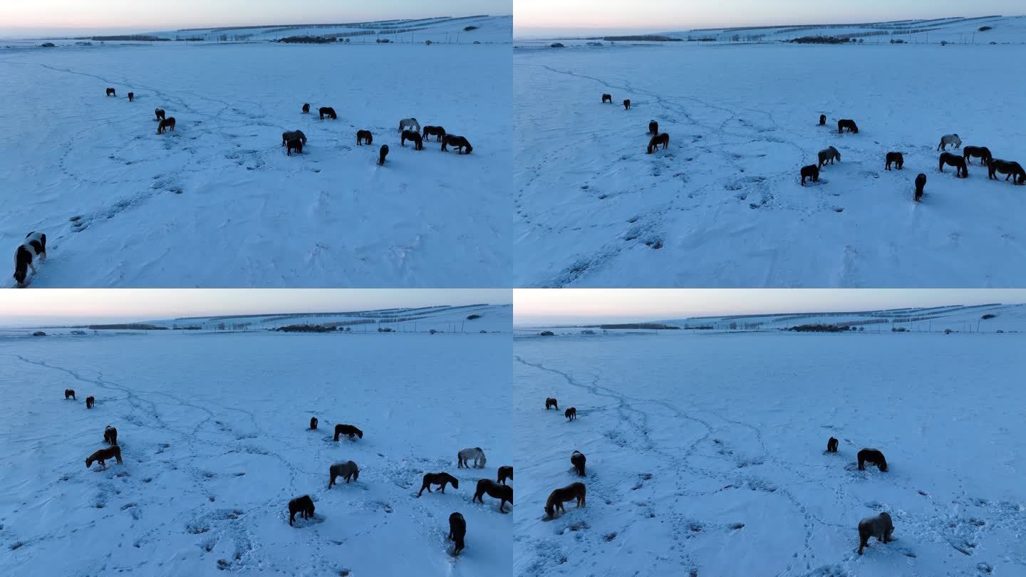 雪野中刨雪觅食的马群