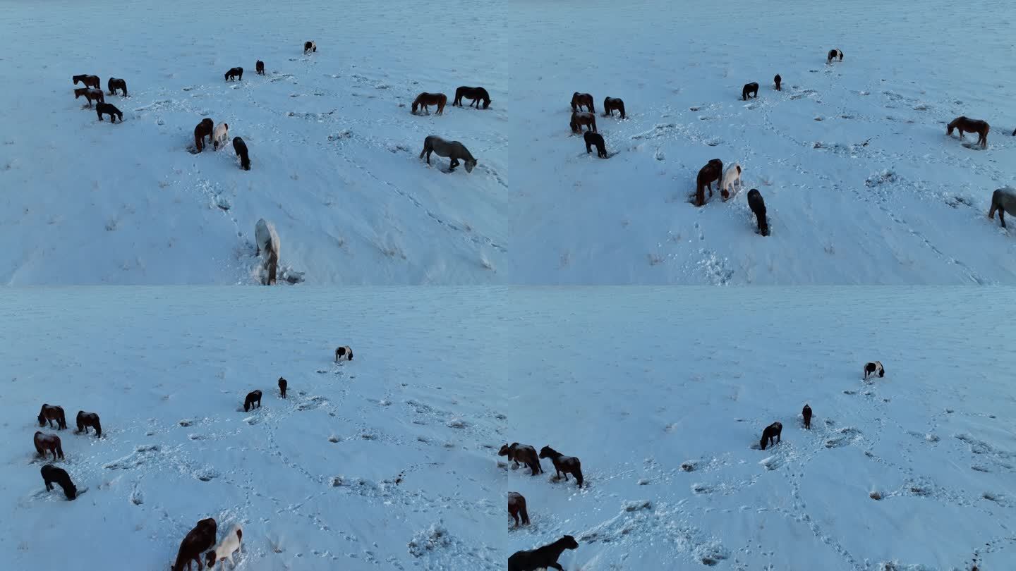 雪野中刨雪觅食的马群