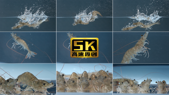5K-对虾，活虾养殖，新鲜虾展示