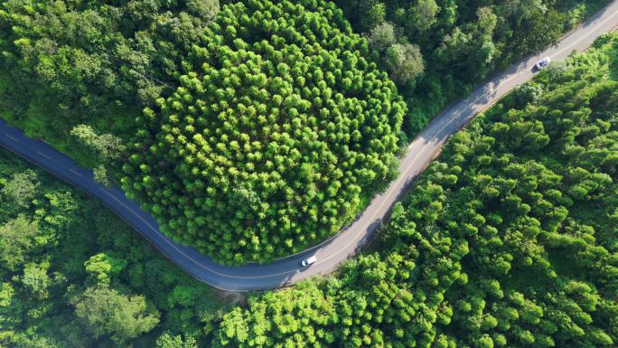 清晨云雾下的森林公路