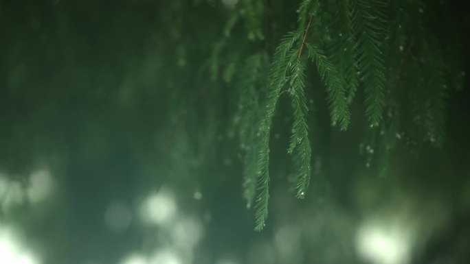 雨季下雨水珠树叶小清新花草唯美空镜合集
