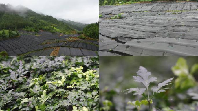 黄连 中药材基地 种植新模式