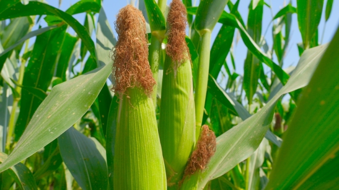 蔬菜玉米种植基地玉米实拍