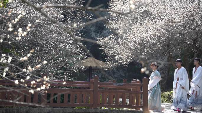 赏花 梅花 腊梅 青年男女 飘雪般