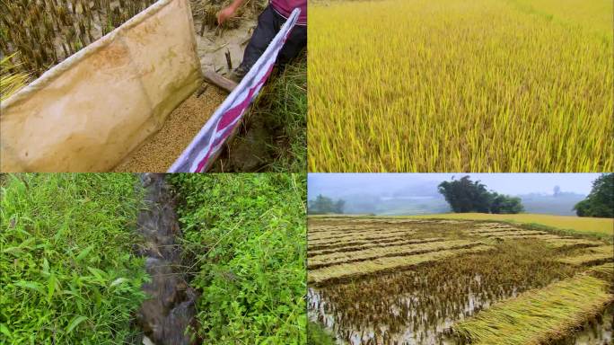 人工割稻 农民劳作 田间地头