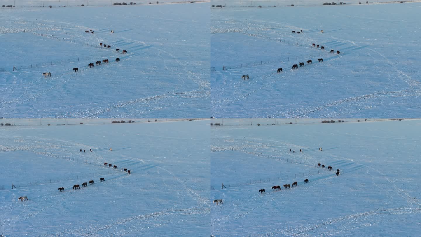 雪野中的马群