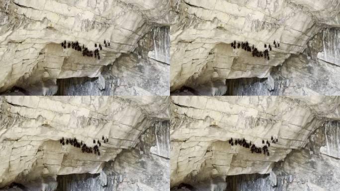 洞口岩壁上一群正在睡觉的蝙蝠