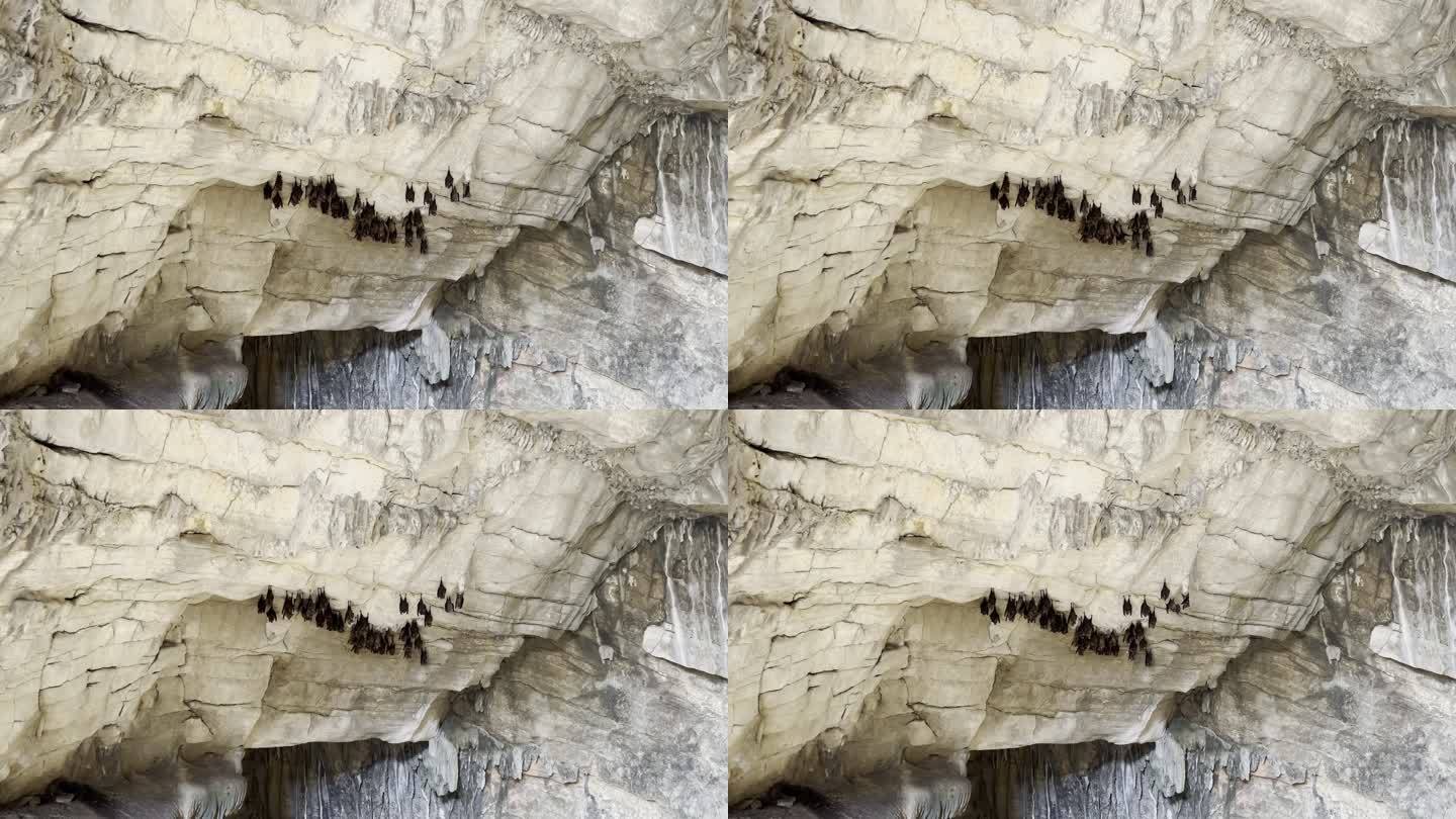 洞口岩壁上一群正在睡觉的蝙蝠