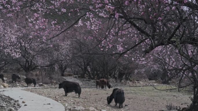 西藏林芝桃花树下的牦牛