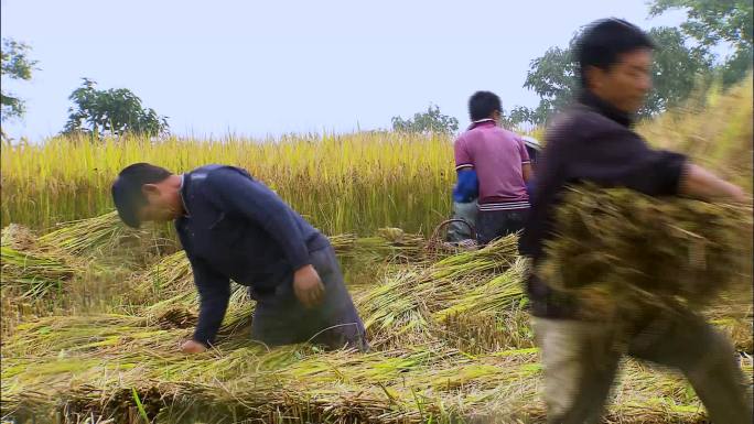 人工割稻 农民劳作 田间地头