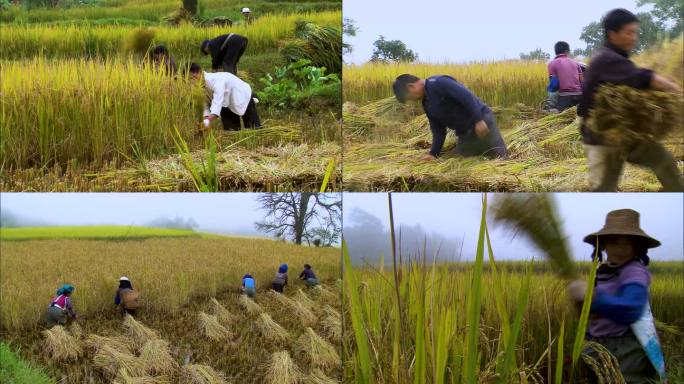 人工割稻 农民劳作 田间地头